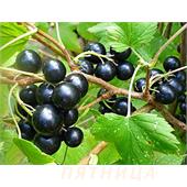 Смородина Ядреная черная