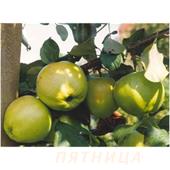 Яблоня Братчуд зимний (карлики Мазунина) 