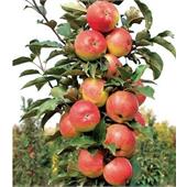 Яблоня Васюган (колоновидная) летняя