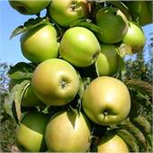 Яблоня Диалог колоновидная летняя