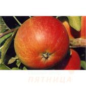 Яблоня Жигулевское осенняя
