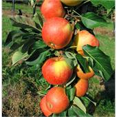 Яблоня Кумир колоновидная осеннее