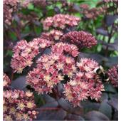Седум (Sedum) Purple Emperor