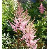 Астильба (Astilbe) arendsii Anita Pfeiffer