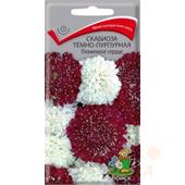 Скабиоза темно-пурпурная Пламенное сердце 10шт Поиск