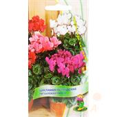 Цикламен Персидский гигантская смесь 2шт Поиск