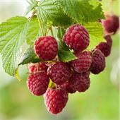 Малино-поляничный гибрид