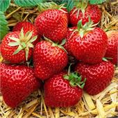 Земляника Магнус поздняя