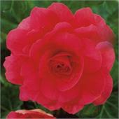 Бегония махровая Дабл Пинк крупноцветковая																	