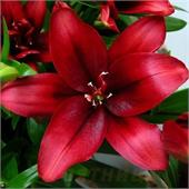 Лилия Блад Бразерз азиатская махровая