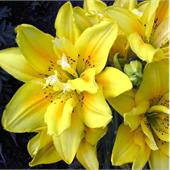 Лилия Сандью азиатская махровая