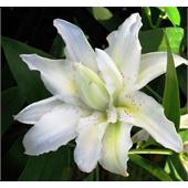 Лилия Близзард восточная махровая