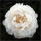 Пион Мари Лемуан