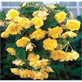 Бегония Пендула желтая