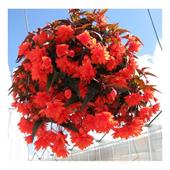 Бегония Пендула красная