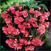 Бегония Пендула розовая			