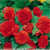 Бегония Фибриата Скарлет