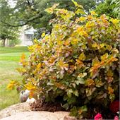 Пузыреплодник opulifolius Amber Jubilee