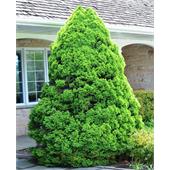 Ель канадская Conica December