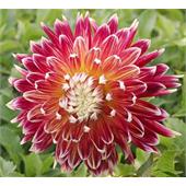 Георгина Акита декоративная