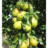 Груша колоновидная Декора 