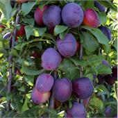 Слива колоновидная Блю Свит