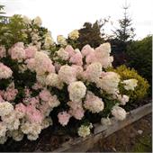 Гортензия метельчатая Phantom