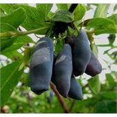 Жимолость Лакомка