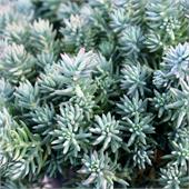 Седум (Sedum) reflexum Blue Forest