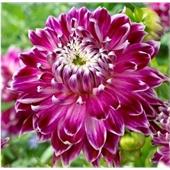 Георгина Ванкувер декоративная