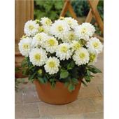 Георгина Гэллери Арт Фэр декоративная 