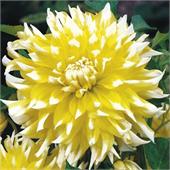 Георгина Гранд Прикс декоративная 