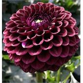 Георгина Дарк Спирит шаровидная