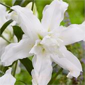 Лилия Лотус Бьюти восточная мохровая