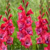 Гладиолус Люмьер