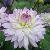 Георгина Крейзи Лав