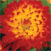 Георгина Процион декоративная