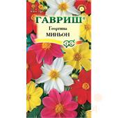 Георгина Миньон смесь Гавриш