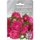Астра Хризантелла Сбежавшая невеста 40шт Б/техн