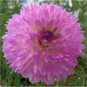 Георгина Сакура Фубуки