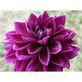 Георгина Томас Эдисон декоративная 