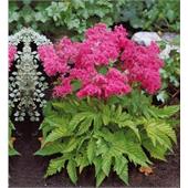 Лабазник (Filipendula) purpurea Elegans