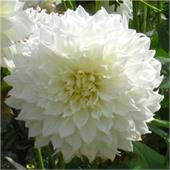 Георгина Флерел декоративная