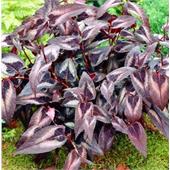 Горец мелкоголовый (Persicaria microcephala Red Dragon) 