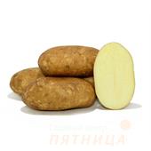 Картофель семенной Инноватор