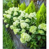 Гортензия метельчатая Little Lime