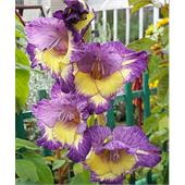 Гладиолус Динамит 