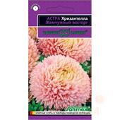 Астра Хризантелла Жемчужный восторг Гавриш