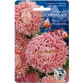 Астра Хризантелла Коралл  40шт Б/техн.