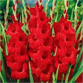 Гладиолус Оскар